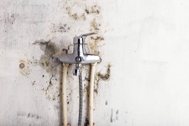 Best Professional Mold Removal  in Danielson, CT