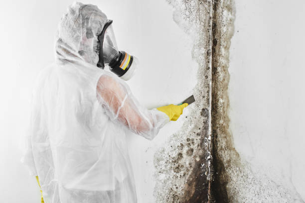 Best Same-Day Mold Removal  in Danielson, CT
