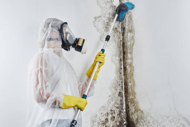 Best Best Mold Removal Companies  in Danielson, CT