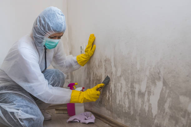 Best Residential Mold Removal  in Danielson, CT