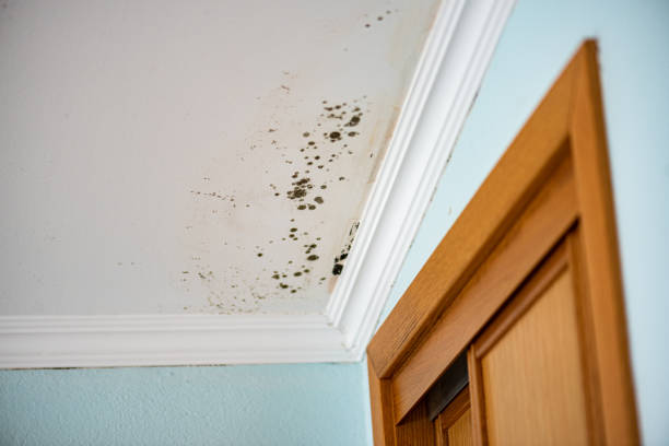Best Mold Testing and Removal  in Danielson, CT