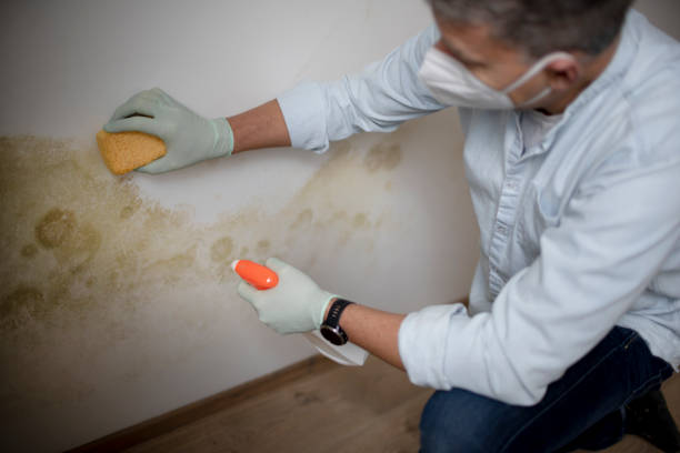 Home Mold Removal in Danielson, CT