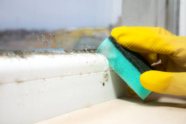 Best Mold Testing  in Danielson, CT