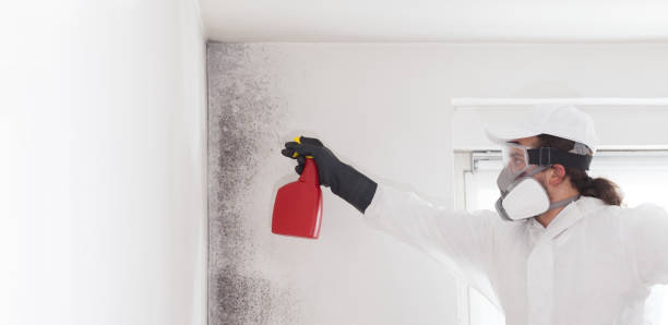 Best Certified Mold Removal  in Danielson, CT