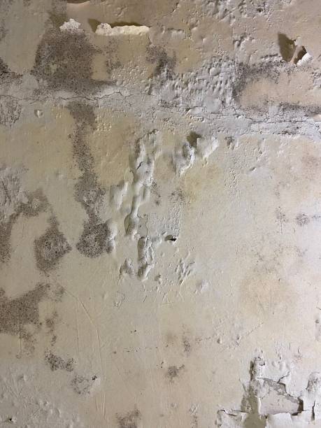Best Affordable Mold Removal  in Danielson, CT