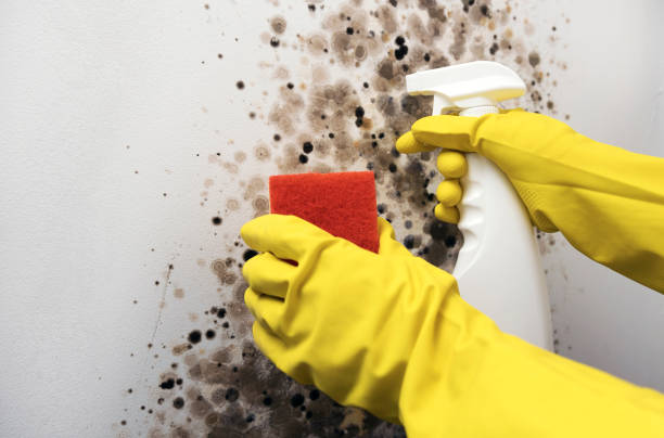 Best Emergency Mold Removal  in Danielson, CT
