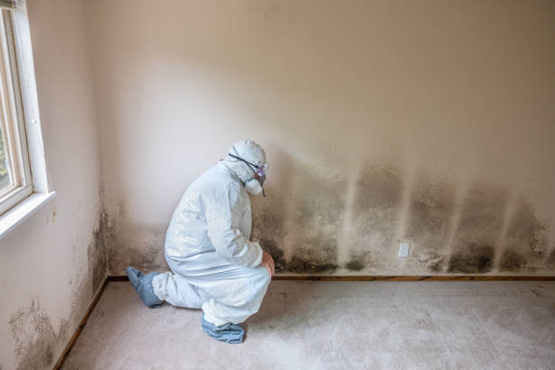 Best Crawl Space Mold Removal  in Danielson, CT