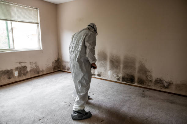 Best Black Mold Removal  in Danielson, CT