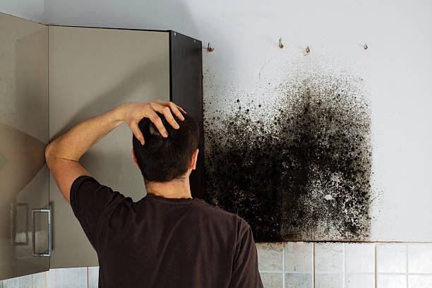 Best Mold Cleaning Services  in Danielson, CT