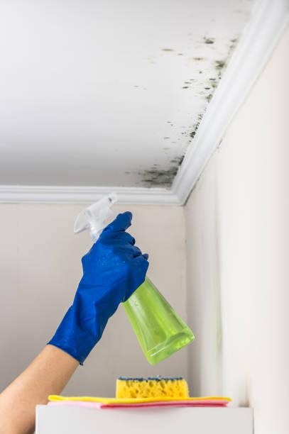 Best Water Damage Restoration  in Danielson, CT