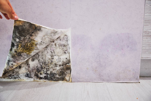 Mold Testing and Removal in Danielson, CT